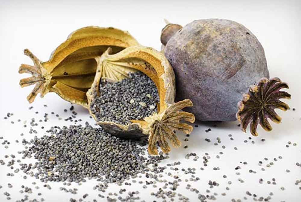 Bunga popi sering digunakan untuk menghasilkan dadah jenis candu. - Foto: Agensi