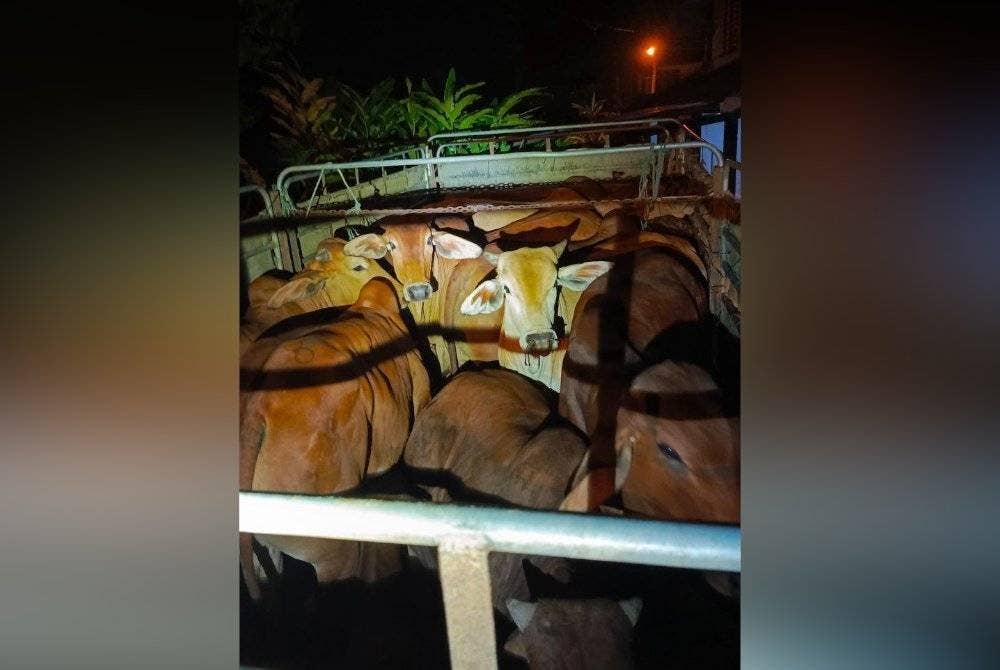 Lori itu membawa 13 ekor lembu seberat lebih 8,450 kilogram tanpa sebarang dokumen sah. Foto PGA Briged Tenggara