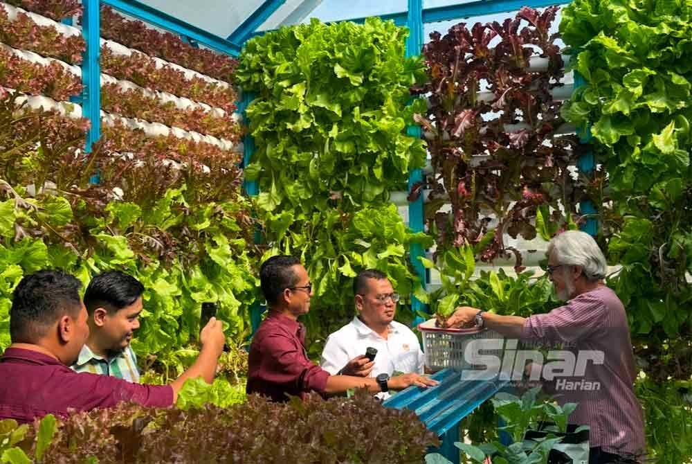 Projek Pertanian Rintis membabitkan penanaman enam jenis salad dilakukan di Pejabat KADA Jajahan Kota Bharu Selatan di Melor, Kota Bharu. FOTO: ADILA SHARINNI WAHID