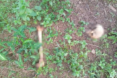 Tengkorak dan tulang manusia yang dijumpai di ladang sawit di Siliau. Foto PDRM