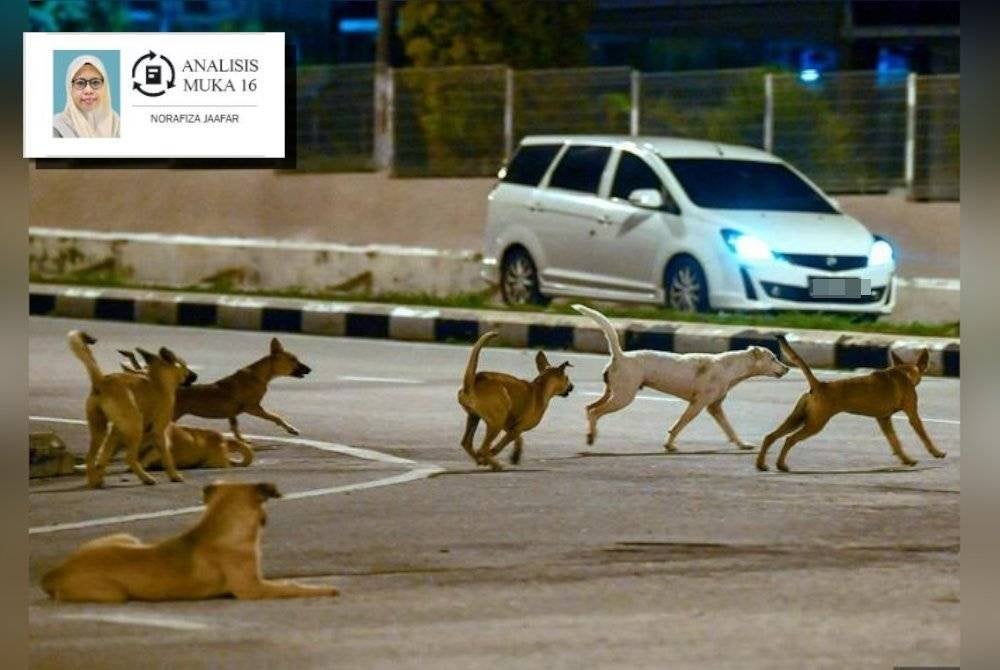 Pembanterasan anjing liar ini bukan bersifat rasis atau kejam kepada haiwan itu sebaliknya lebih kepada aspek keselamatan yang membahayakan nyawa. Gambar hiasan