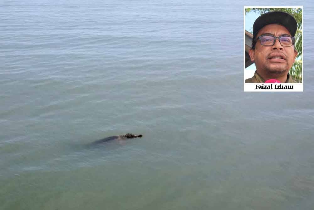 Seekor buaya yang kelihatan di kawasan Monkey Bay, Pantai Cermin pada jam 4.30 petang, 1 Februari lalu.