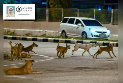 Pembanterasan anjing liar ini bukan bersifat rasis atau kejam kepada haiwan itu sebaliknya lebih kepada aspek keselamatan yang membahayakan nyawa. Gambar hiasan