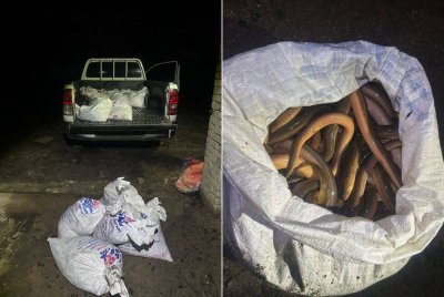 Batalion 8 Pasukan Gerakan Am (PGA) Pengkalan Chepa merampas 25 guni mengandungi belut yang dipercayai diseludup dari negara jiran untuk pasaran tempatan di pangkalan haram Simpangan, Tumpat pada Ahad.