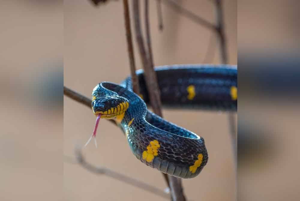 Ular punti antara sembilan ekor spesies baharu bagi pameran Rumah Ular dan Amfibia dk Zoo Taiping & Night Safari.