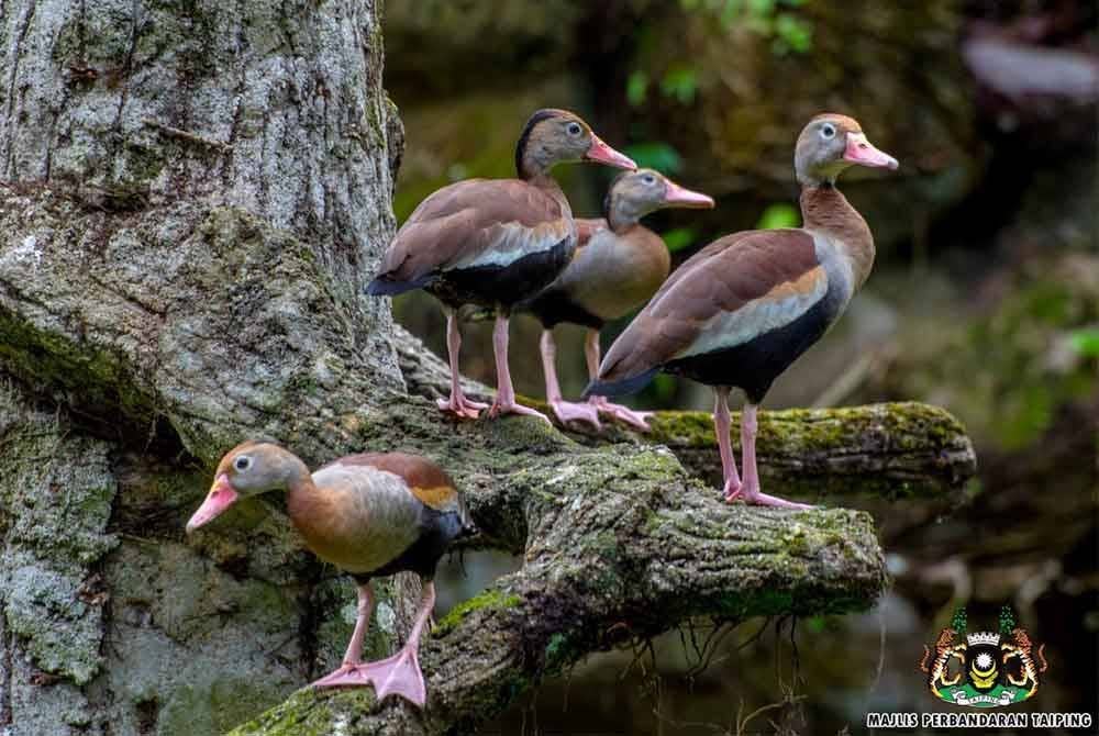 Black-bellied Whistling Duck antara haiwan baharu yang ditampilkan menerusi pameran Warna Warni Amazon di Zoo Taiping & Night Safari.