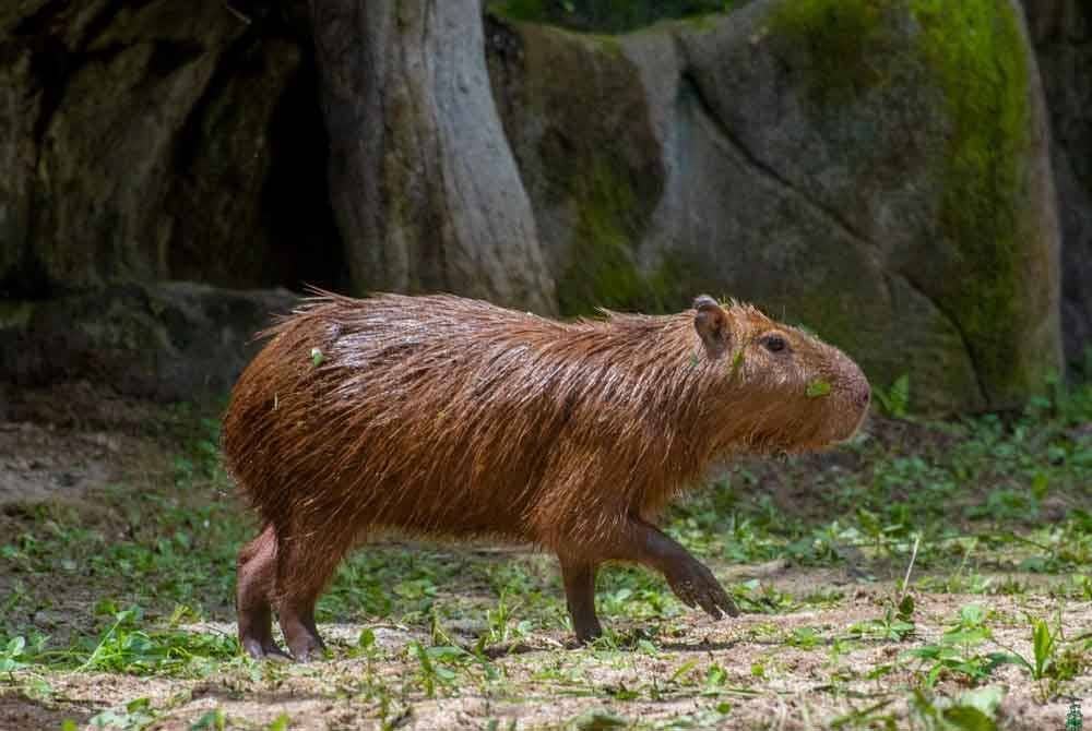 Kapibara antara haiwan baharu yang ditampilkan menerusi pameran Warna Warni Amazon di Zoo Taiping & Night Safari.