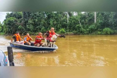 Khidmat Dua anjing K9, Lady dan Grouse untuk operasi mencari dan menyelamat hari kedua. Foto ihsan JBPM