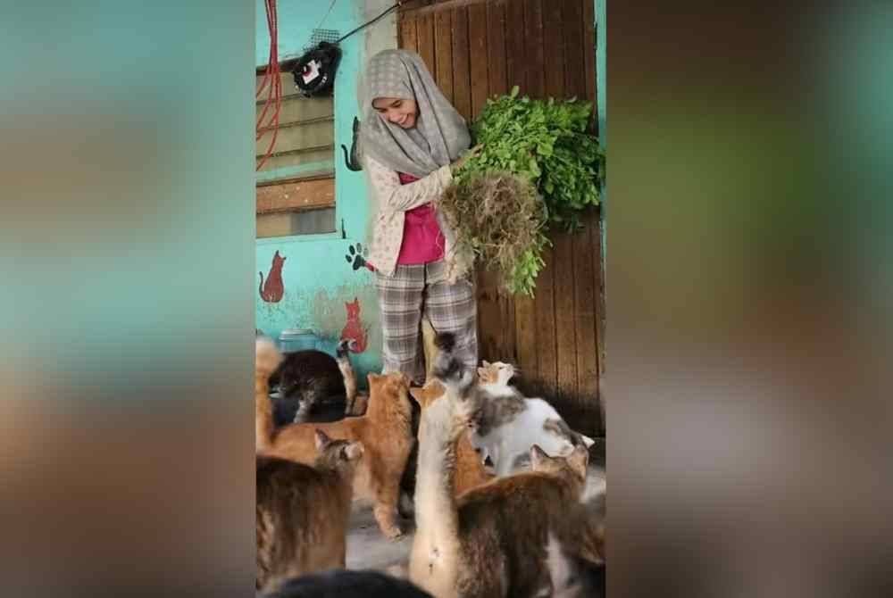 Raziellia membawa tumbuhan pokok galak kucing untuk diberikan kepada 40 kucing peliharaannya.