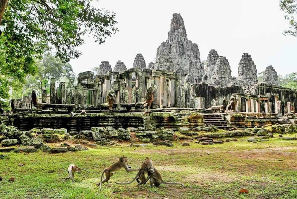 Sekumpulan monyet liar di rakam berkeliaran di kompleks Angkor Wat. -AFP
