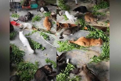 Raziellia memaklumkan tumbuhan herba tersebut tidak digunakan sebagai makanan sebaliknya bertindak sebagai terapi untuk merawat kesihatan dan menggembirakan kucing.