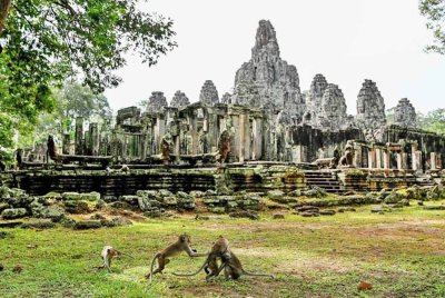 Sekumpulan monyet liar di rakam berkeliaran di kompleks Angkor Wat. -AFP