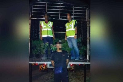 Pemandu lori ditahan selepas dikesan membawa pokok hiasan dipercayai diseludup dari Thailand. Foto PGA Briged Tenggara