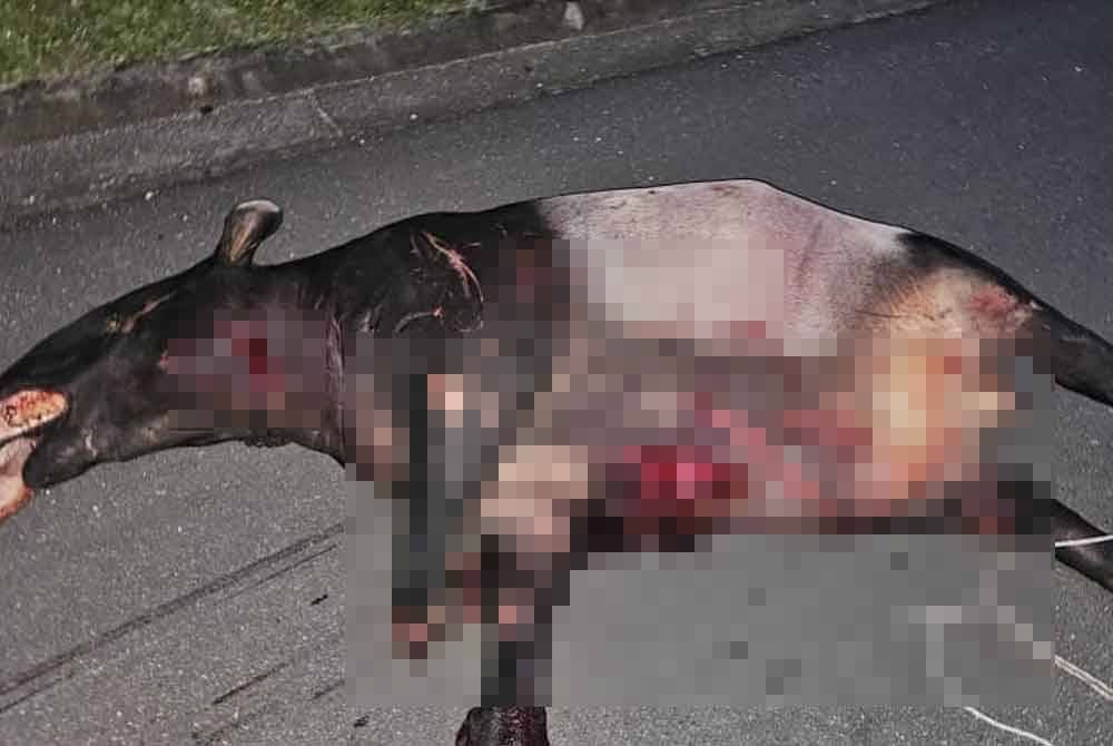 Kemalangan itu menyebabkan tapir berkenaan mati di lokasi kejadian.
Foto polis