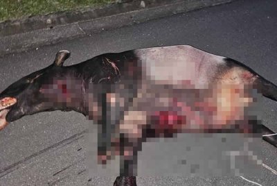 Kemalangan itu menyebabkan tapir berkenaan mati di lokasi kejadian.
Foto polis