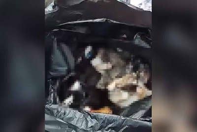Tangkap layar video memaparkan beberapa bangkai kucing dibuang ke dalam tong sampah.