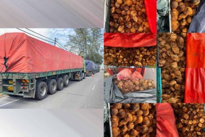 PGA Briged Tenggara menumpaskan cubaan menyeludup 317,000 biji kelapa yang dianggarkan bernilai RM1.3 juta selepas menahan lapan treler dalam Op Taring Wawasan Kelantan semalam. Foto Facebook Briged Tenggara PGA Rasmi