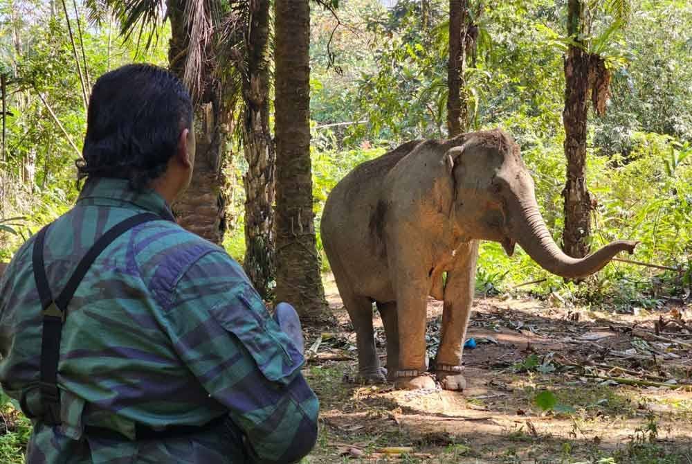 Kakitangan Perhilitan Perak membuat kawalan terhadap gajah liar dalam operasi pindah di Kampung Orang Asli Talang, Pos Perwor pada Sabtu.