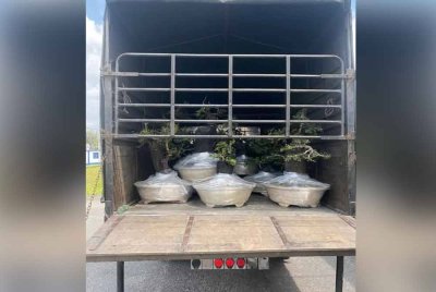 PGA Briged Tenggara menggagalkan cubaan menyeludup 80 pokok bonzai kayu hitam di Jalan Kasban, hadapan Pos Pok Teh Kana, Rantau Panjang, menerusi Op Taring Wawasan pada Khamis.