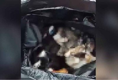 JPVPP menyiasat laporan berhubung dakwaan penemuan 10 bangkai kucing yang dibungkus dalam plastik hitam di tempat pembuangan sampah di Jelutong.