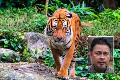 Harimau belang memburu makanan hingga ke kawasan penduduk disebabkan populasi babi hutan yang berkurangan di hutan. Gambar hiasan, gambar kecil: Yusoff