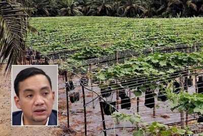 Johor akan terus komited memperkasakan Johor sebagai ‘bakul makanan’ negara. (Foto hiasan) Gambar kecil: Onn Hafiz