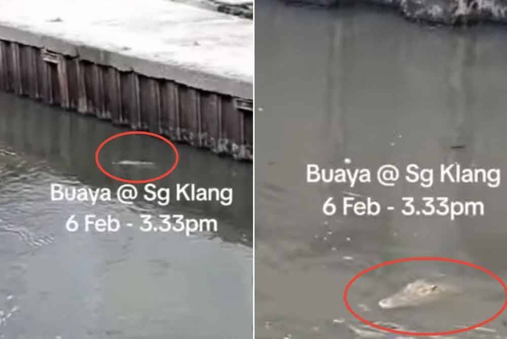 Tangkap layar rakaman video memaparkan seekor buaya di sungai berhampiran Masjid Jamek, Kuala Lumpur yang tular baru-baru ini.