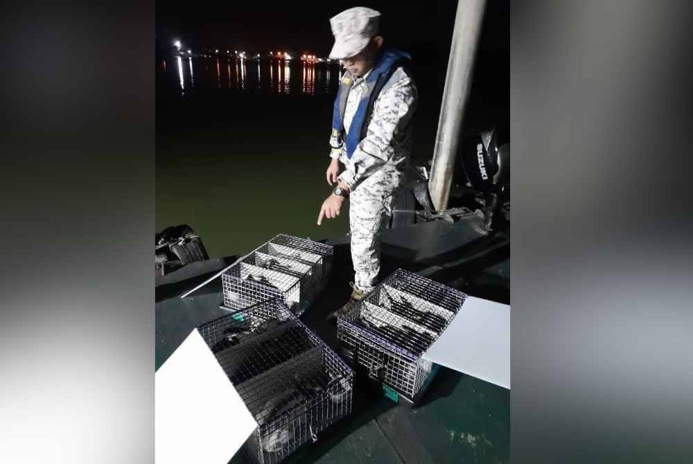 Agensi Penguatkuasaan Maritim Malaysia (Maritim Malaysia) Negeri Melaka dan Negeri Sembilan berjaya menggagalkan cubaan menyeludup 10 ekor arnab bersama tiga buah sangkar di perairan Pantai Pengkalan Balak di sini awal pagi Ahad.