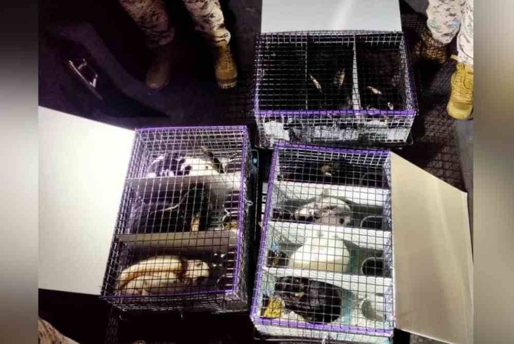 Arnab-arnab ini dipercayai cuba diseludup keluar dari negara ini tanpa melalui prosedur sah.