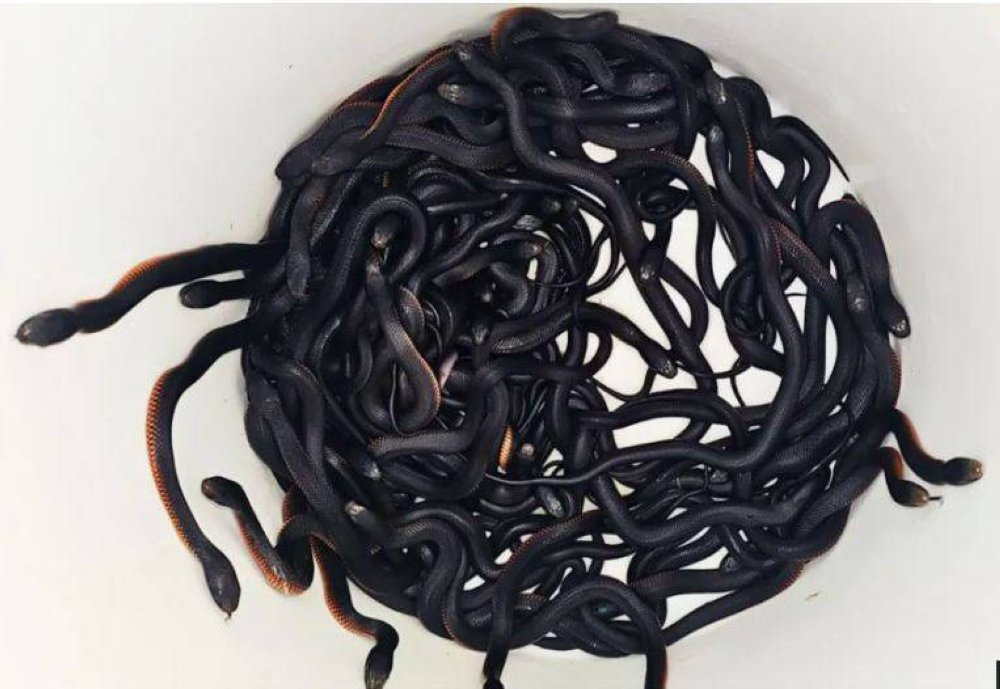 Penemuan kira-kira 102 ular berbisa di belakang sebuah rumah menggemparkan kawasan kejiranan di Sydney.