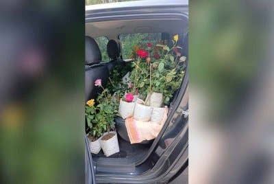 Pemeriksaan ke atas trak pikap itu membawa kepada penemuan pelbagai jenis pokok bunga jenis orkid dan ros dipercayai diseludup dari Thailand.