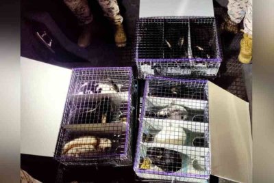 Arnab-arnab ini dipercayai cuba diseludup keluar dari negara ini tanpa melalui prosedur sah.