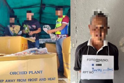 Hasil pemeriksaan dalam lori menemukan pokok orkid yang dipercayai cuba diseludup masuk ke pasaran tempatan. Pemandu lori (kanan) dipercayai bertindak sebagai penghantar ditahan untuk siasatan lanjut. Foto FB PGA