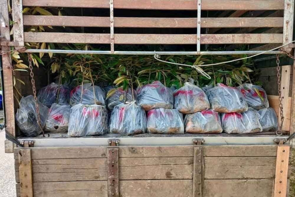 PGA Pengkalan Chepa merampas 3,000 anak pokok durian jenis duri hitam bernilai hampir RM1 juta yang diseludup dari Thailand selepas menahan sebuah lori di Kampung Parit Air, Rantau Panjang pada Ahad. - Foto: PGA