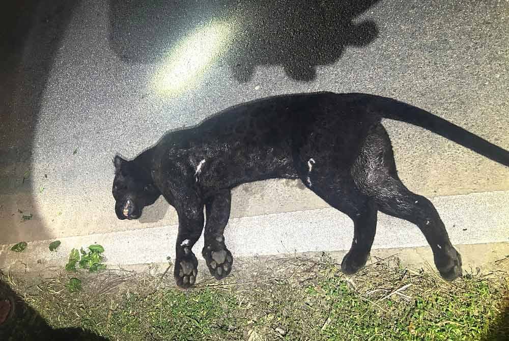 Harimau kumbang yang mati dipercayai dilanggar kenderaan di Jalan Tampin-Kuala Pilah pada Isnin. Foto: Perhilitan Negeri Sembilan