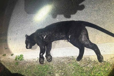 Harimau kumbang yang mati dipercayai dilanggar kenderaan di Jalan Tampin-Kuala Pilah pada Isnin. Foto: Perhilitan Negeri Sembilan