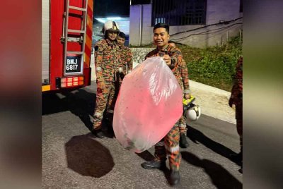 Anggota bomba berjaya membuang sarang lebah.