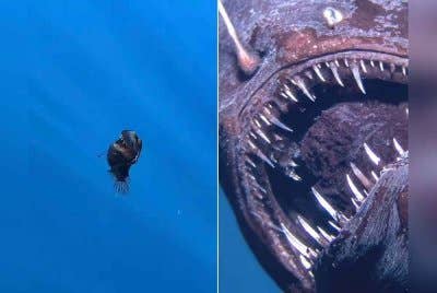 Ikan 'Black Seadevil' dikesan berenang berhampiran permukaan laut di Kepulauan Canary. Foto Instagram @jara.natura.