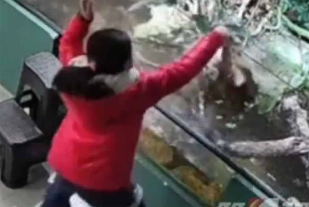 Seorang kanak-kanak perempuan cemas apabila tangannya digigit seekor buaya ketika melawat pameran reptilia terbuka di China pada 1 Februari lalu.