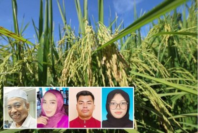 Isu harga lantai belian padi dan harga beras tempatan menjadi topik perbincangan hangat kerana implikasinya terhadap pesawah, pengguna, dan ekonomi negara. (Gambar kecil: Muhamad Rafirdaus, Siti Nurjannah, Mohamad Nur Idham, Ain Najihah)