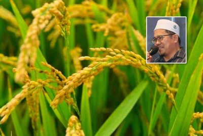 Bekalan padi lebih stabil di Kelantan. Gambar kecil: Tuan Mohd Saripudin