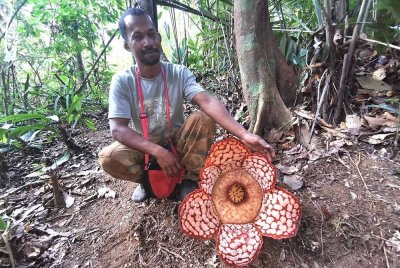 Ishak menunjukkan salah satu bunga rafflesia dikesan sedang mekar berkembang yang ditemui ketika memasuki kawasan hutan untuk mencari akar kayu dan daun mengkuang, baru-baru ini.