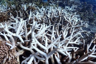 Kejadian pemutihan karang global ke-4 berlaku pada 2024. Foto Reef Check Malaysia.