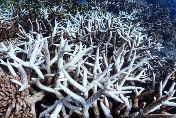 Kejadian pemutihan karang global ke-4 berlaku pada 2024. Foto Reef Check Malaysia.