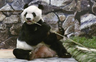 Eimei tiba di Jepun secara pinjaman pada 1994 ketika berusia satu tahun dan menghabiskan hampir tiga dekad di Zoo Adventure World di Wakayama. Foto Kyodo