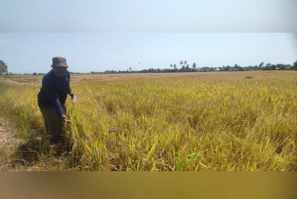 Jaafar menunjukkan hasil tanaman padi diusahakan di Sanglang.