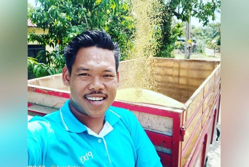 Mohd Amirul menunjukkan proses menuai padi miliknya.