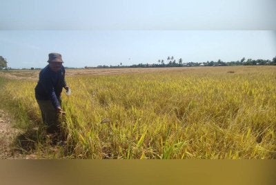 Jaafar menunjukkan hasil tanaman padi diusahakan di Sanglang.