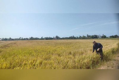 Jaafar meninjau sawah padi diusahakannya di Sanglang.