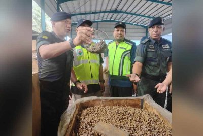 Mohamad Suzrin (kiri) menunjukkan kelongsong peluru yang ditemui semasa serbuan PGA di sebuah kilang e-waste di Telok Panglima Garang, pada Sabtu.